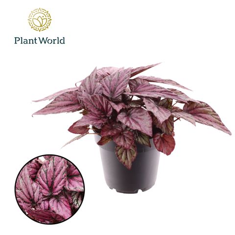 Begonia MAGIC COLOURS HUGH MCLAUCHLAN