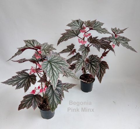 Begonia 'Pink Minx'