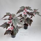 Begonia 'Pink Minx'