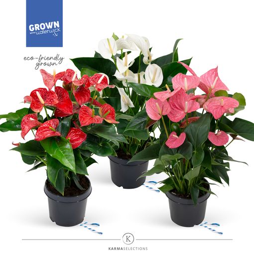 Anthurium ANDRAEANUM MIX