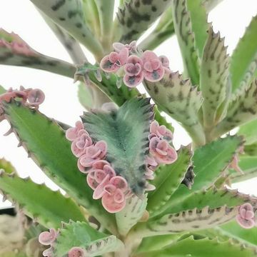 Kalanchoe daigremontiana