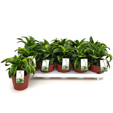Dracaena fragrans 'Tornado'