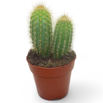 Pilosocereus chrysostele