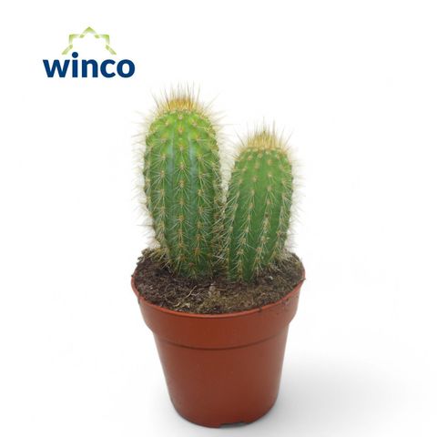 Pilosocereus chrysostele