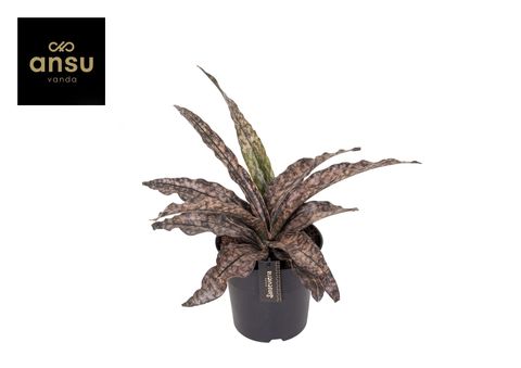 Sansevieria 'Star Canyon Granite'