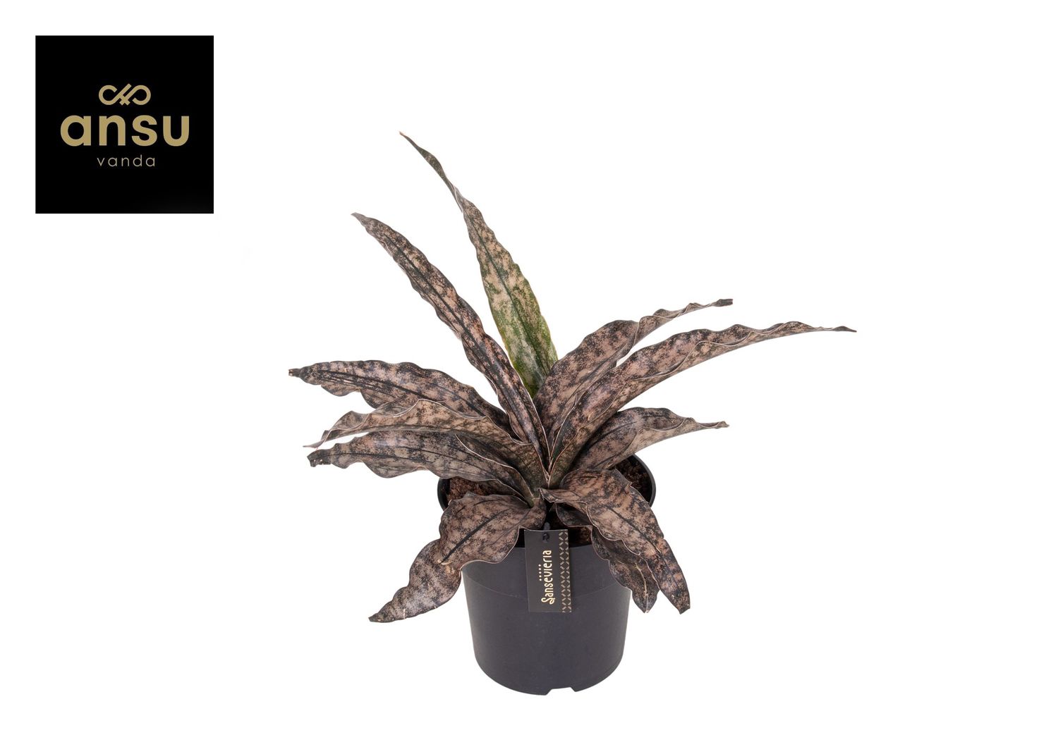 thuja hecke klein Thuja Smaragd kaufen – schmale Hecke main image 0