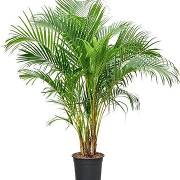 Dypsis lutescens