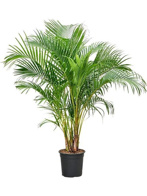 Dypsis lutescens