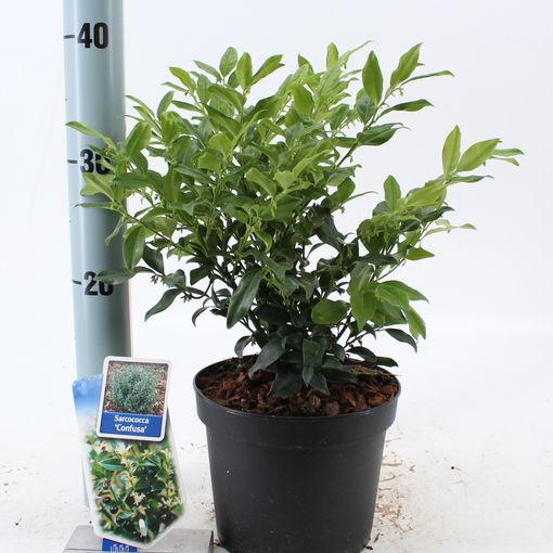 Sarcococca confusa (About Plants Zundert BV)