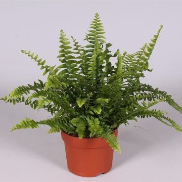 Nephrolepis exaltata 'Green Lady'