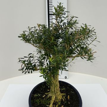 Buxus harlandii