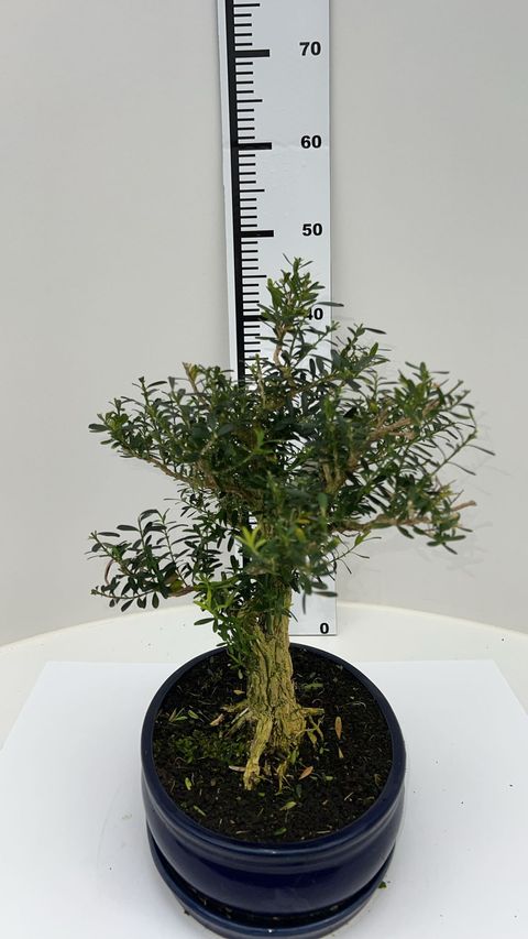 Buxus harlandii