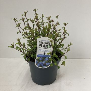 Ceratostigma willmottianum