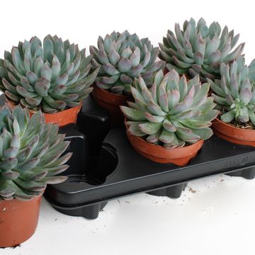 Echeveria 'Pelusida'