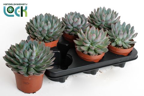 Echeveria 'Pelusida'
