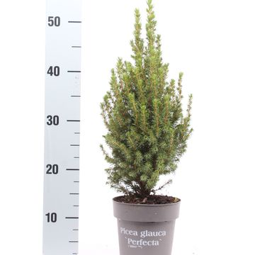 Picea glauca PERFECTA