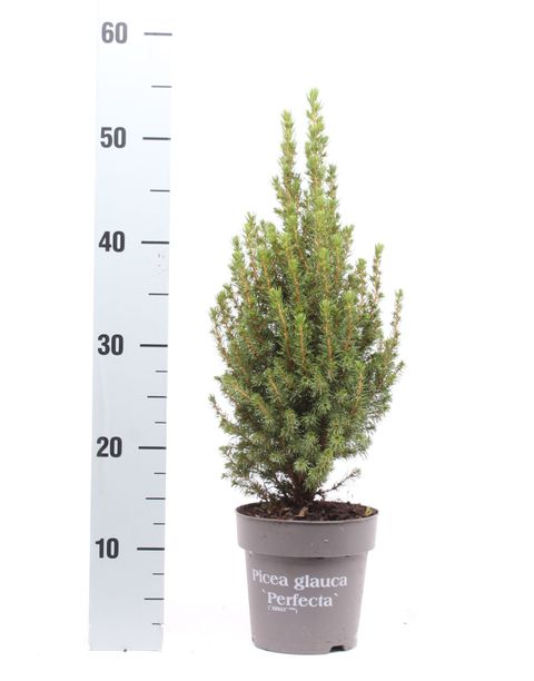 Picea glauca PERFECTA