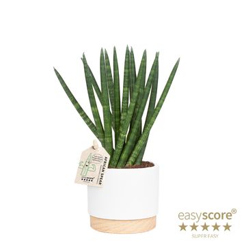 Sansevieria cylindrica