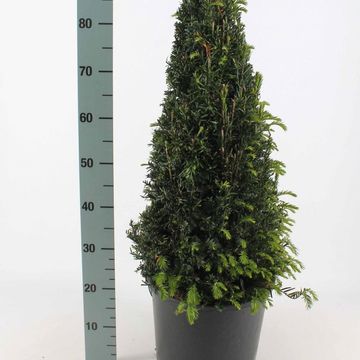 Taxus baccata