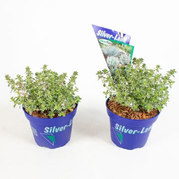 Thymus x citriodorus 'Silver Queen'