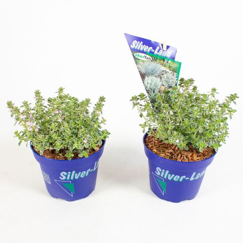 Thymus x citriodorus 'Silver Queen'