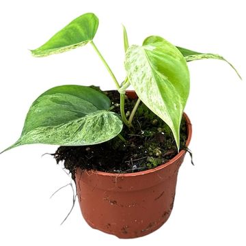 Philodendron hederaceum oxycardium 'Variegata'