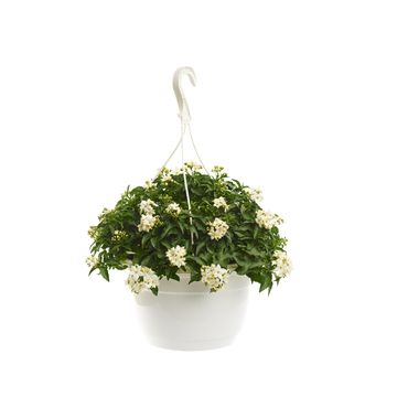 Solanum jasminoides 'Album'