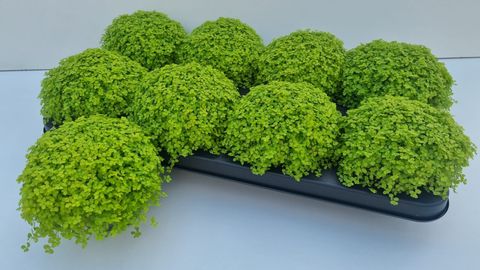 Soleirolia soleirolii