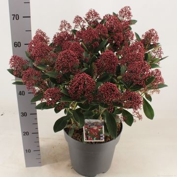 Skimmia japonica 'Rubella'