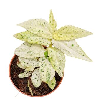 Pellionia repens 'Variegata'