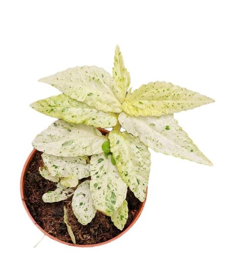 Pellionia repens 'Variegata'