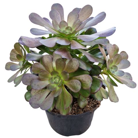 Aeonium arboreum 'Velours'