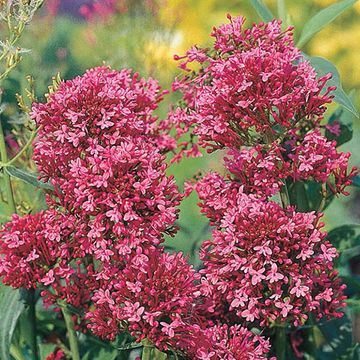 Centranthus ruber 'Coccineus'