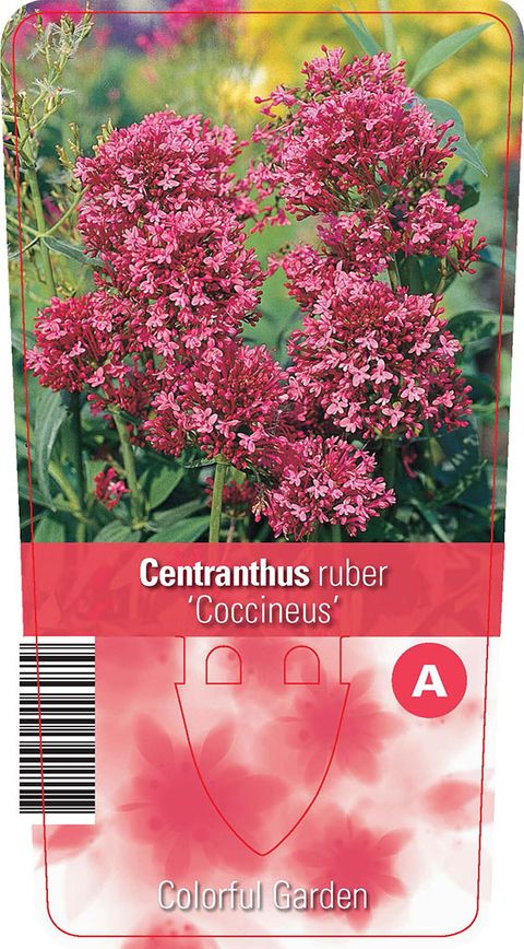 Centranthus ruber 'Coccineus'