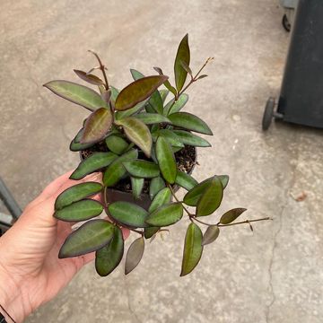 Hoya 'Rosita'
