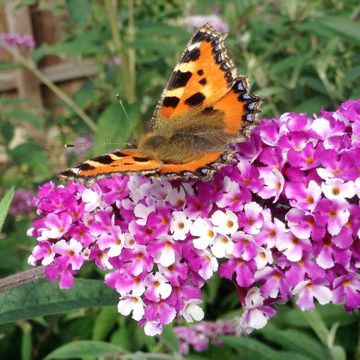 Buddleja davidii BERRIES & CREAM