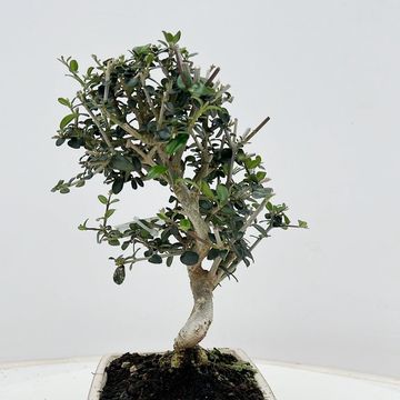 Olea europaea sylvestris
