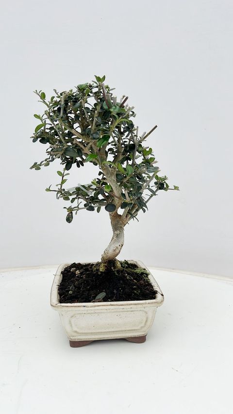Olea europaea sylvestris