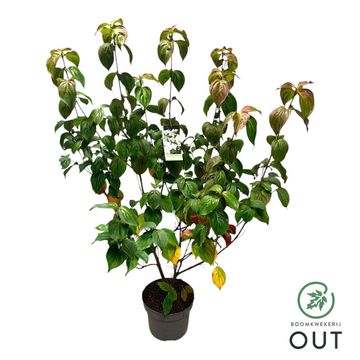 Cornus kousa 'Schmetterling'