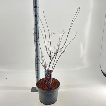 Acer palmatum 'Yezo-nishiki'