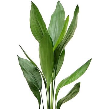 Aspidistra elatior