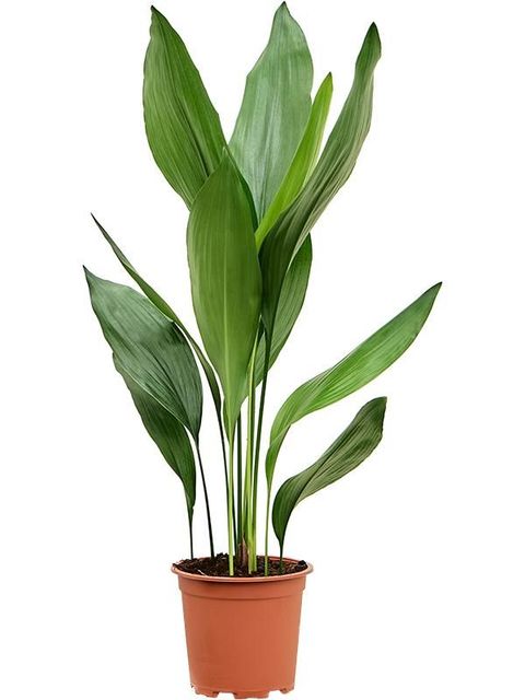 Aspidistra elatior