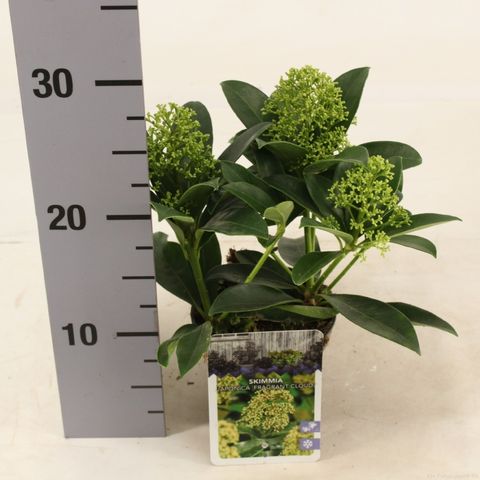 Skimmia japonica 'Фрагрант Клауд'