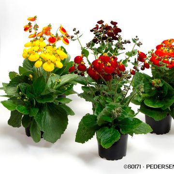 Calceolaria CALYNOPSIS MIX