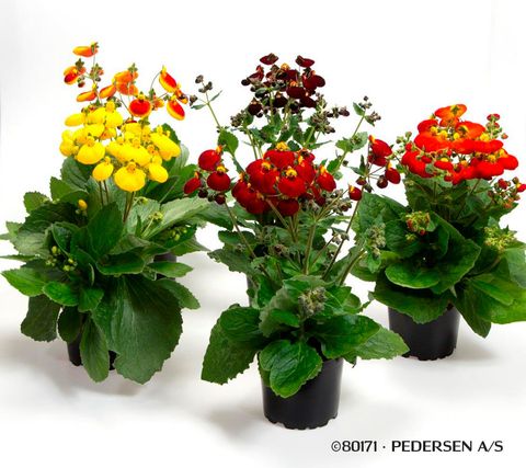 Calceolaria CALYNOPSIS MIX