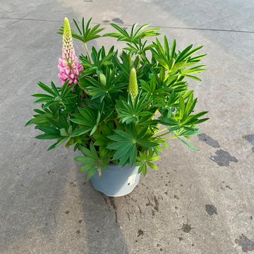 Lupinus GALLERY MIX