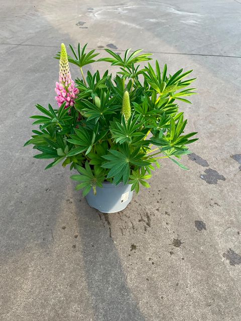 Lupinus GALLERY MIX