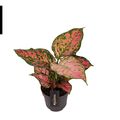 Aglaonema 'Crimson Love'