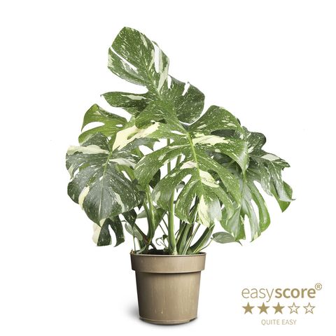 Monstera 'Thai Constellation'