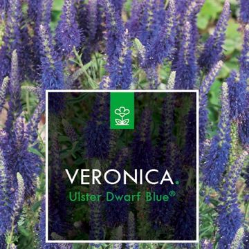 Veronica spicata 'Ulster Dwarf Blue'